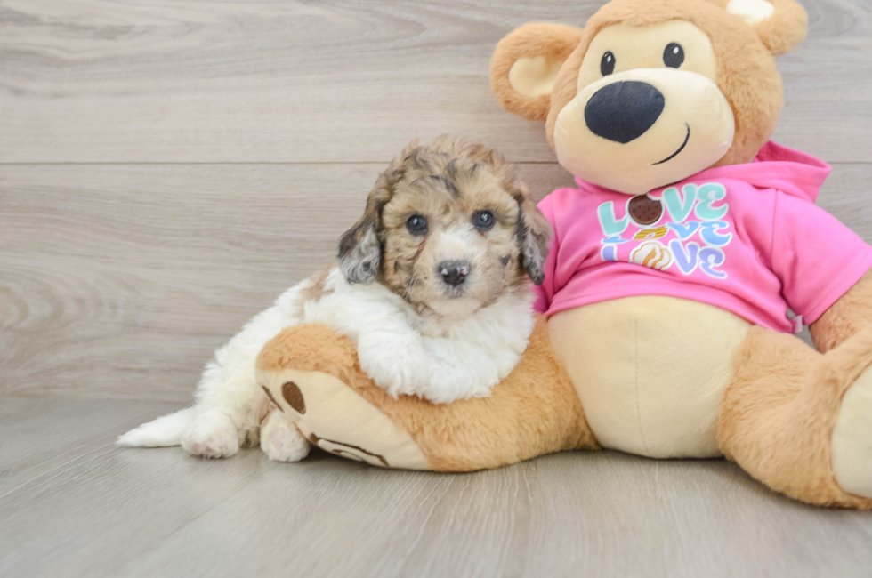 5 week old Poochon Puppy For Sale - Simply Southern Pups