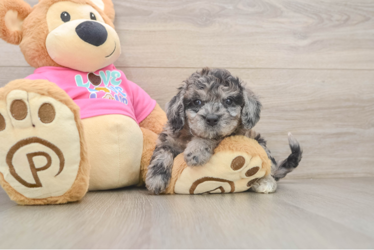Happy Poochon Baby