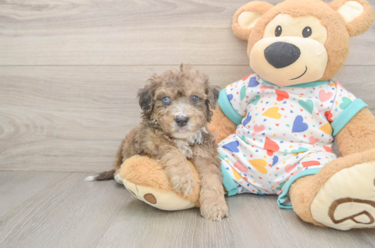 Popular Poochon Poodle Mix Pup