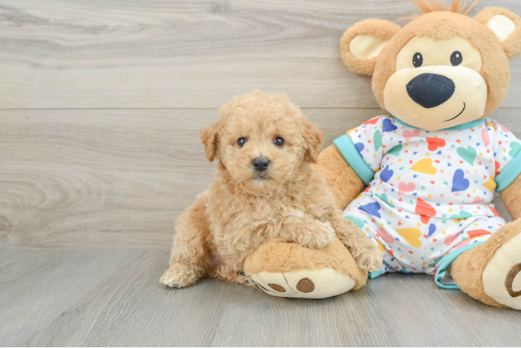 Best Poochon Baby