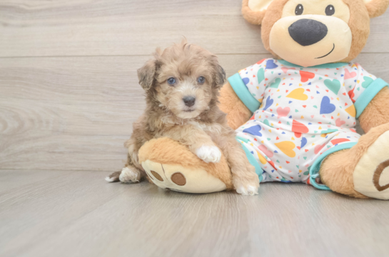Fluffy Poochon Poodle Mix Pup