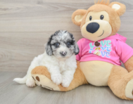 7 week old Poochon Puppy For Sale - Simply Southern Pups