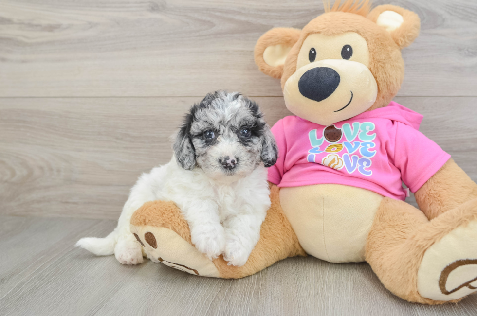 5 week old Poochon Puppy For Sale - Simply Southern Pups
