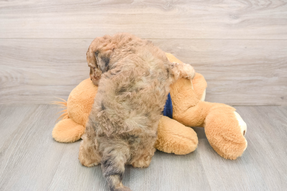 Poochon Pup Being Cute