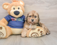 6 week old Poochon Puppy For Sale - Simply Southern Pups