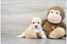 Hypoallergenic Bichpoo Poodle Mix Puppy
