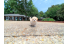 Cute Poochon Poodle Mix Pup