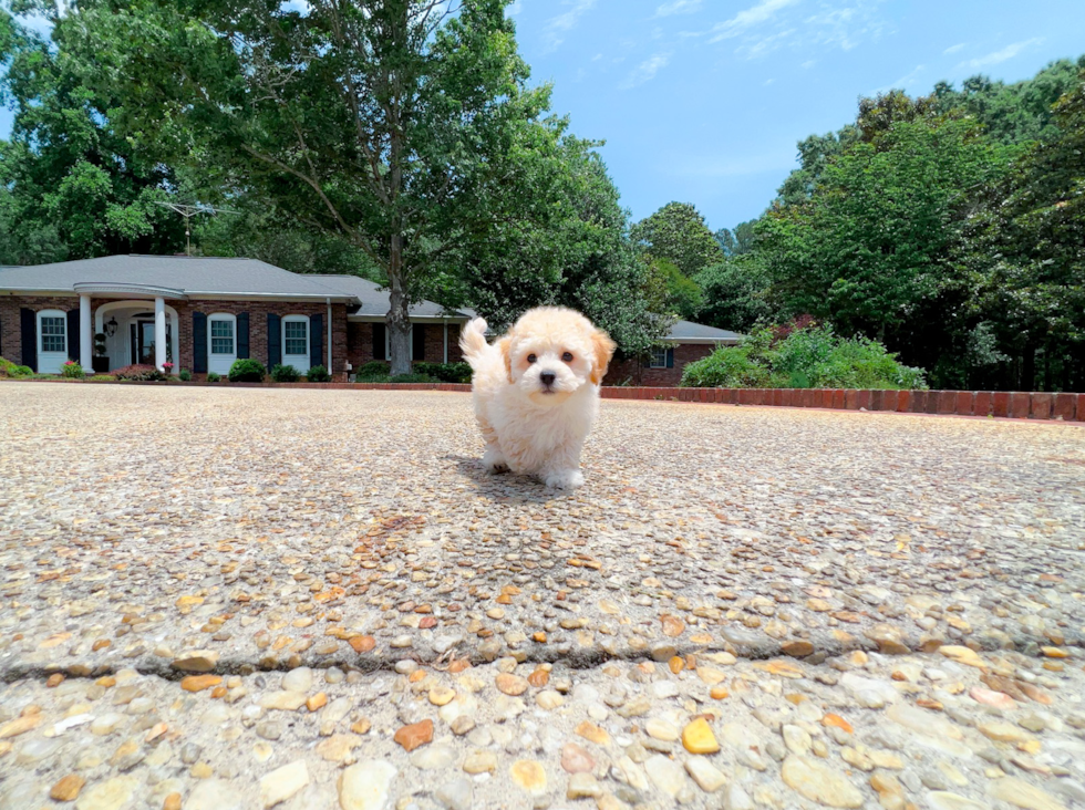 Cute Poochon Poodle Mix Pup