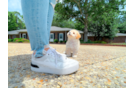 Poochon Puppy for Adoption