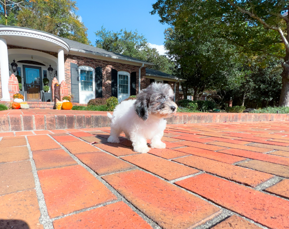 Cute Bichpoo Poodle Mix Puppy