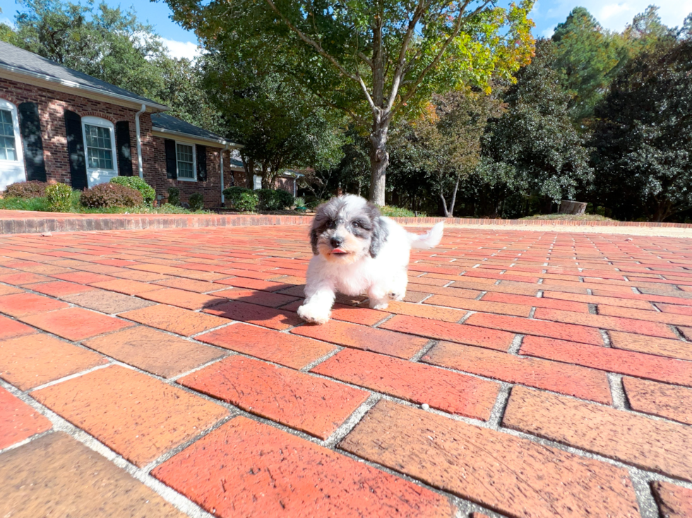 Cute Poochon Poodle Mix Pup