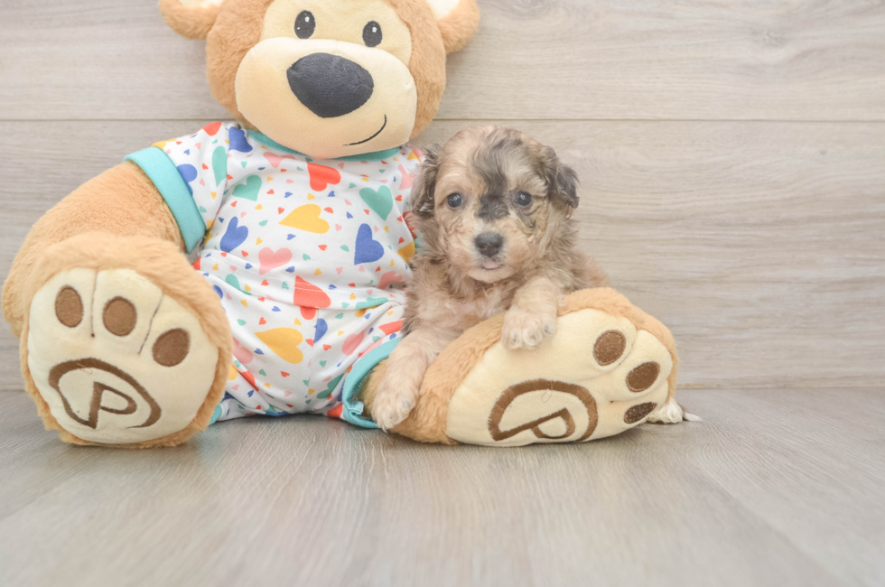 5 week old Poochon Puppy For Sale - Simply Southern Pups