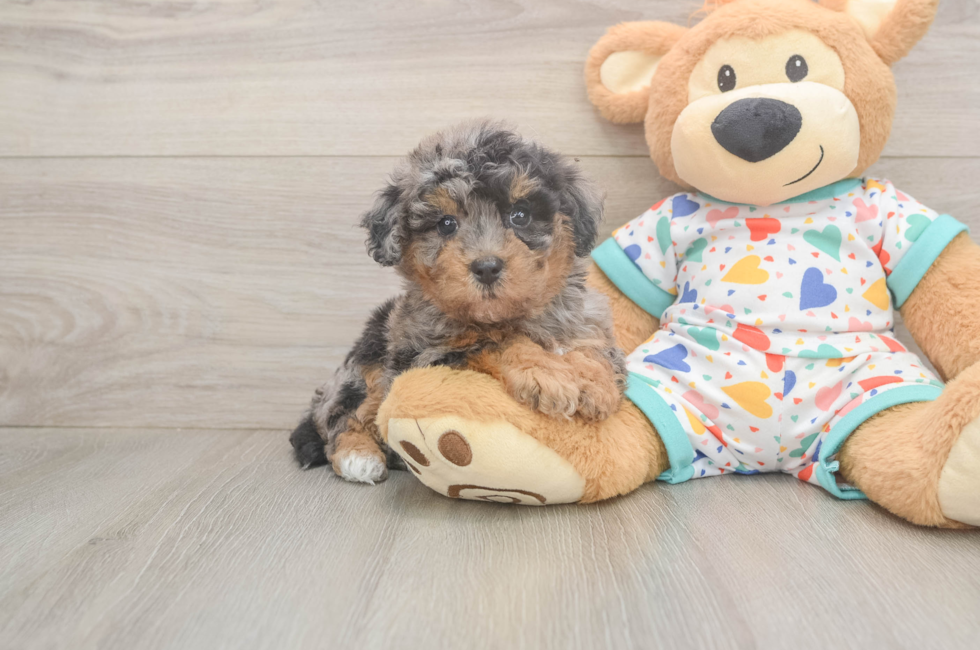 5 week old Poochon Puppy For Sale - Simply Southern Pups