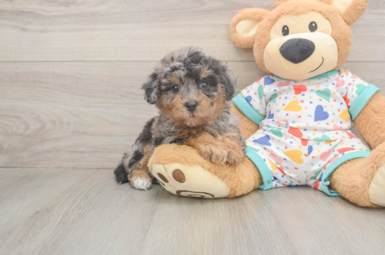 Energetic Bichpoo Poodle Mix Puppy