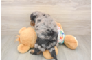 Poochon Pup Being Cute