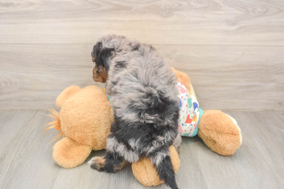 Poochon Pup Being Cute
