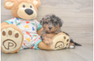 Best Poochon Baby