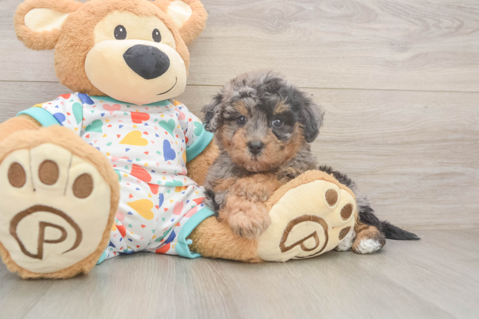 Best Poochon Baby