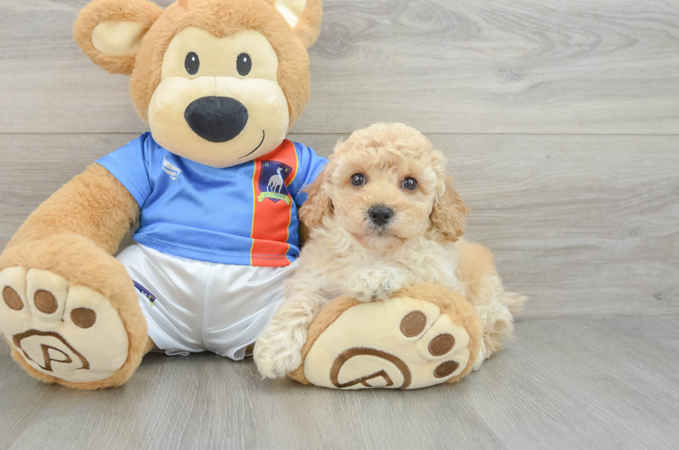 6 week old Poochon Puppy For Sale - Simply Southern Pups