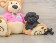 6 week old Poochon Puppy For Sale - Simply Southern Pups