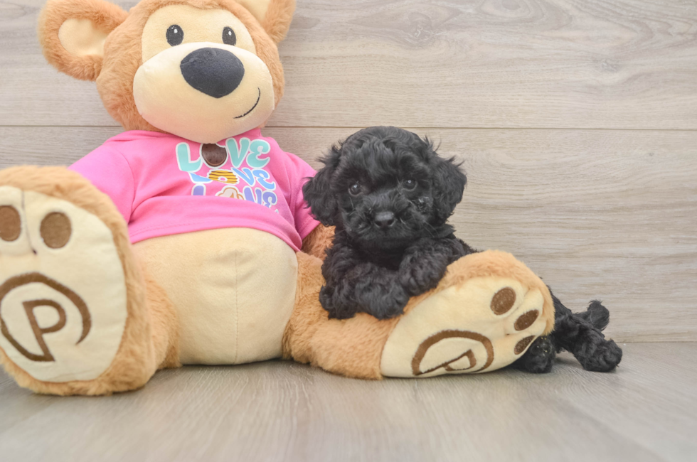 6 week old Poochon Puppy For Sale - Simply Southern Pups