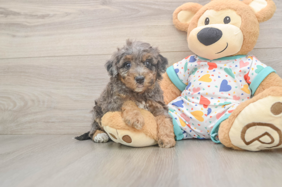 5 week old Poochon Puppy For Sale - Simply Southern Pups