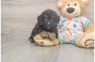 Little Bichpoo Poodle Mix Puppy