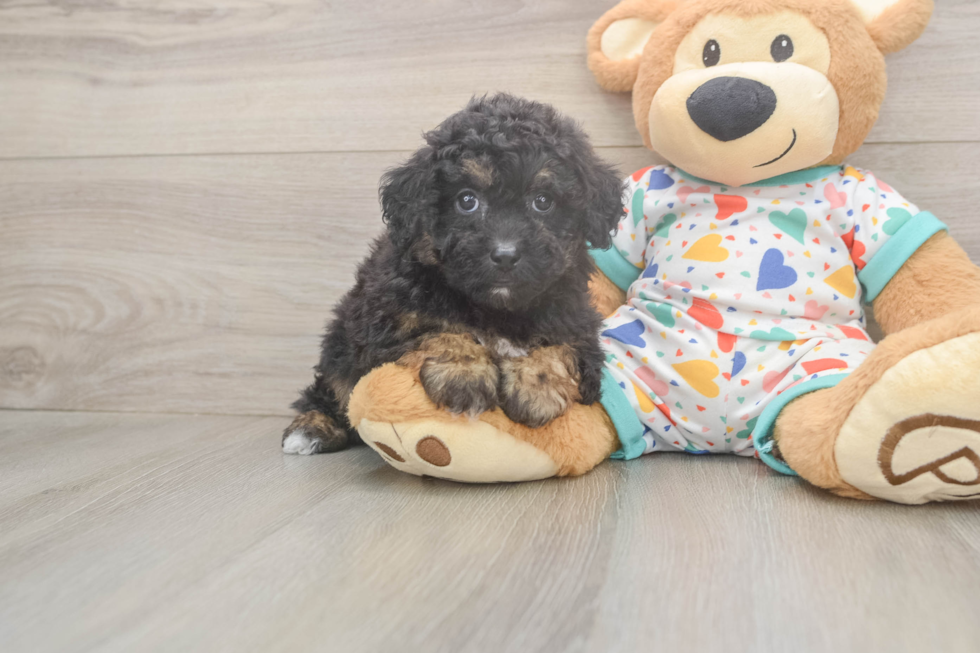Little Bichpoo Poodle Mix Puppy
