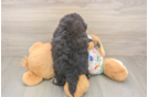 Best Poochon Baby