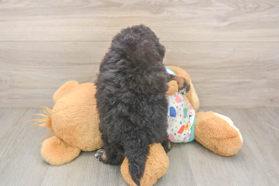 Best Poochon Baby