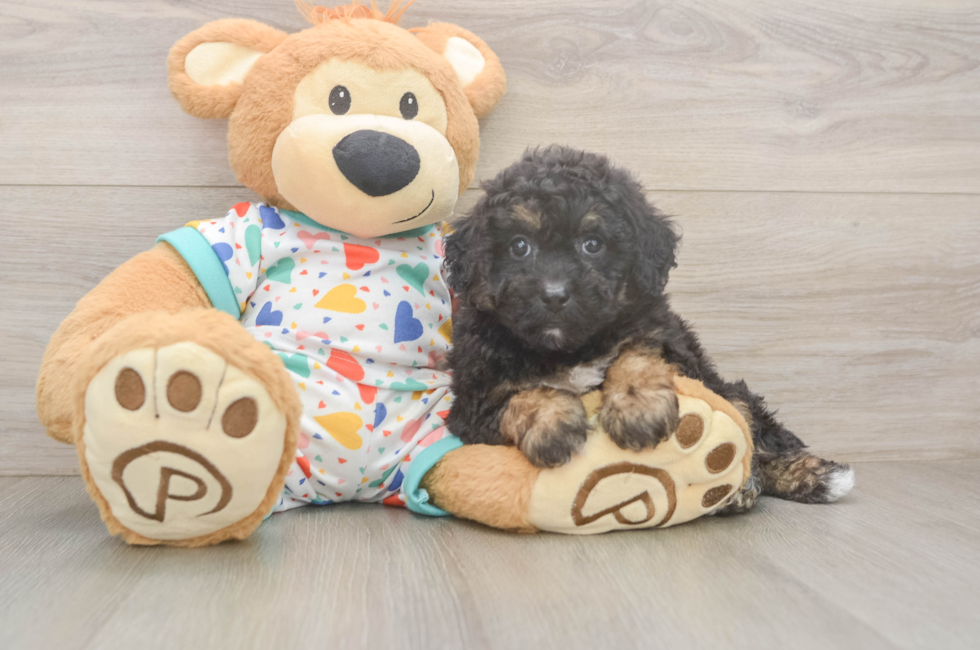 5 week old Poochon Puppy For Sale - Simply Southern Pups