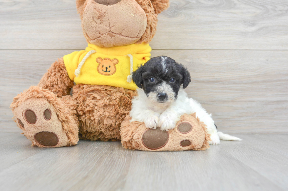 5 week old Poochon Puppy For Sale - Simply Southern Pups