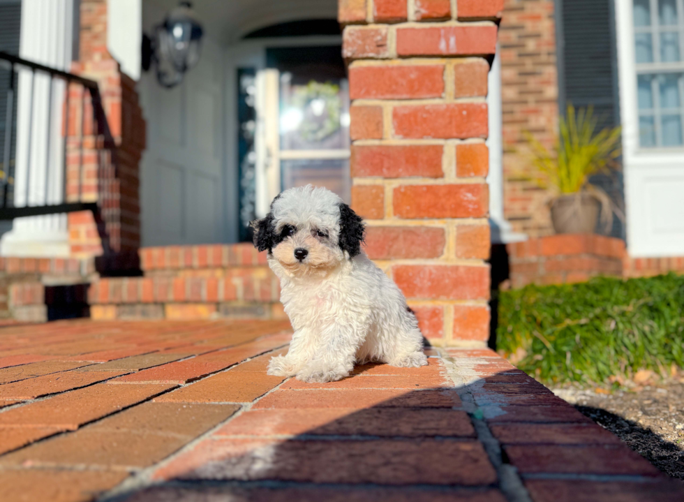 Poochon Puppy for Adoption