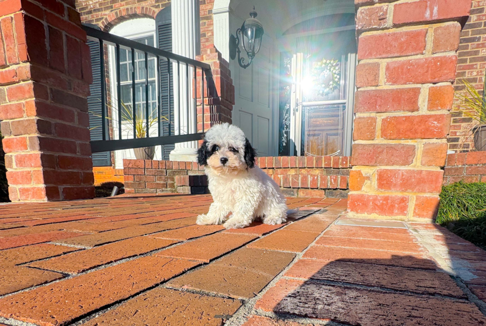 Cute Poochon Poodle Mix Pup