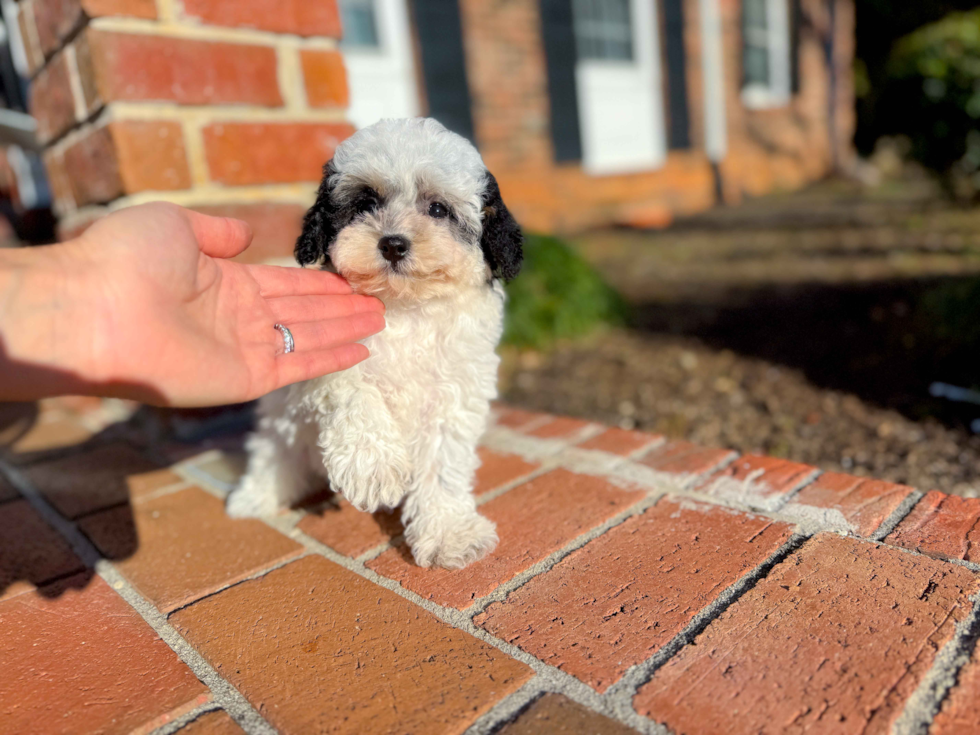 Poochon Puppy for Adoption