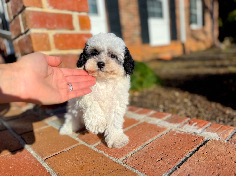 Best Poochon Baby