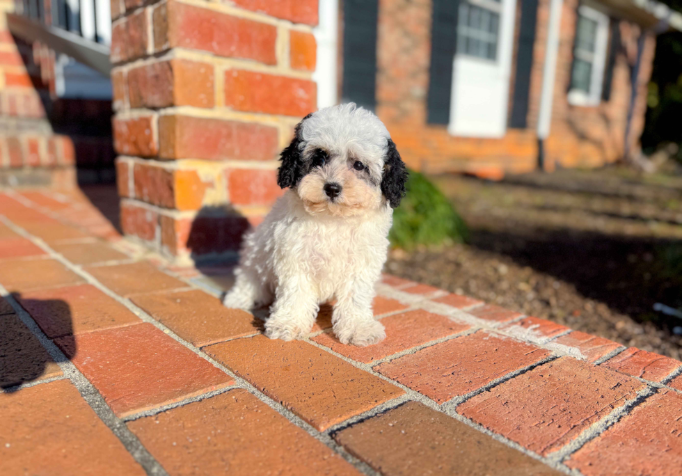 Cute Poochon Poodle Mix Pup