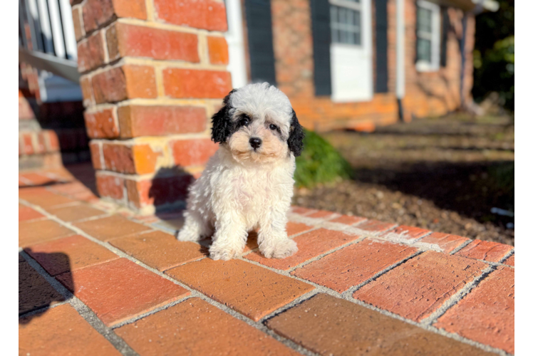 Cute Poochon Baby