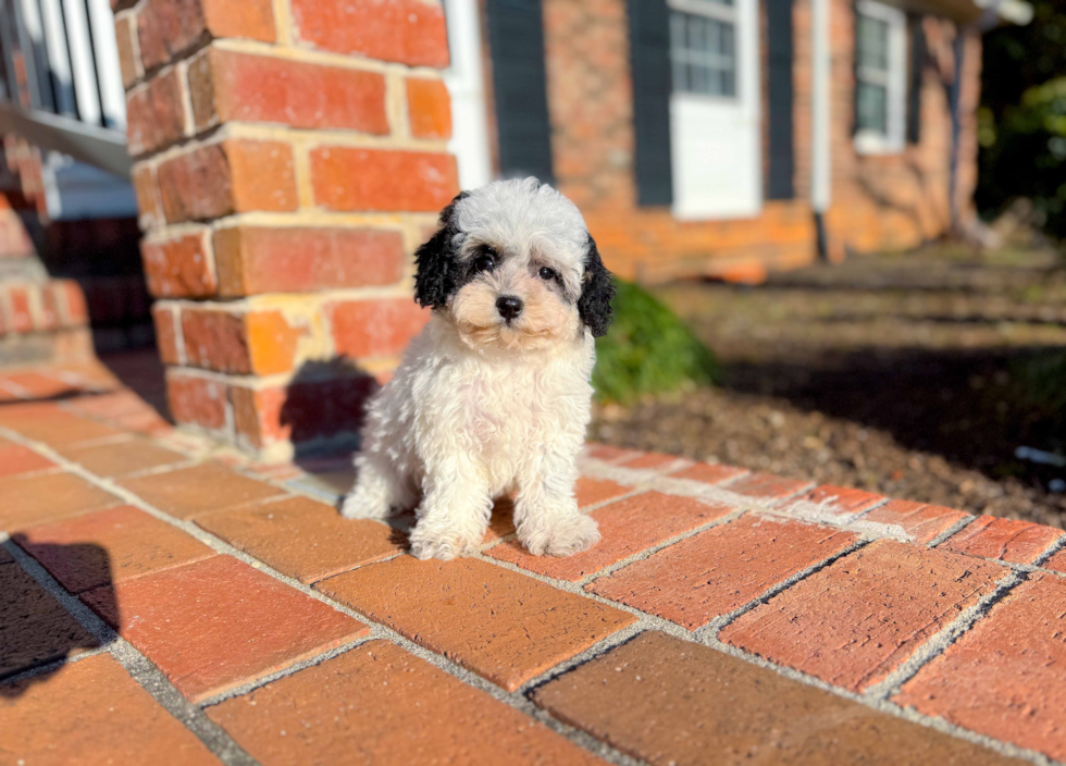 Cute Poochon Baby