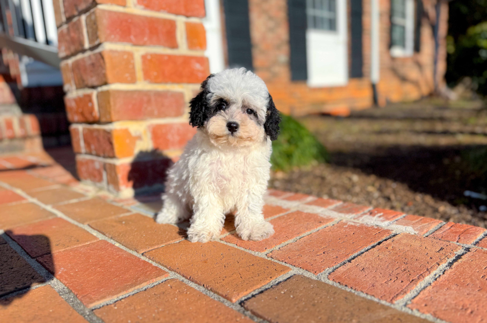 10 week old Poochon Puppy For Sale - Simply Southern Pups