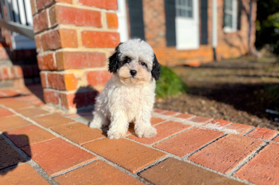 Cute Poochon Baby