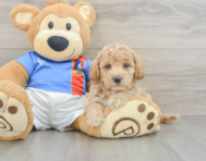 7 week old Poochon Puppy For Sale - Simply Southern Pups