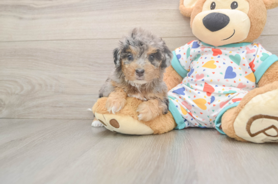 Poochon Puppy for Adoption