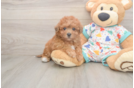 Poochon Pup Being Cute