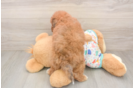 Poochon Puppy for Adoption