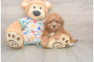 Poochon Pup Being Cute