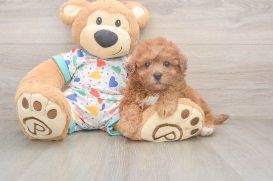 Poochon Pup Being Cute