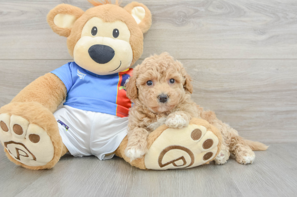 6 week old Poochon Puppy For Sale - Simply Southern Pups