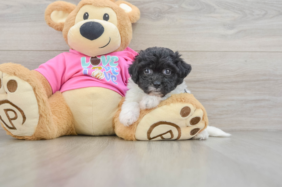 5 week old Poochon Puppy For Sale - Simply Southern Pups