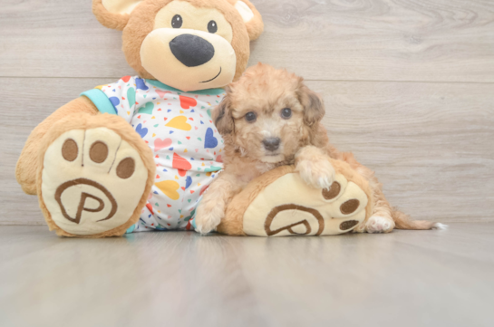 Poochon Puppy for Adoption